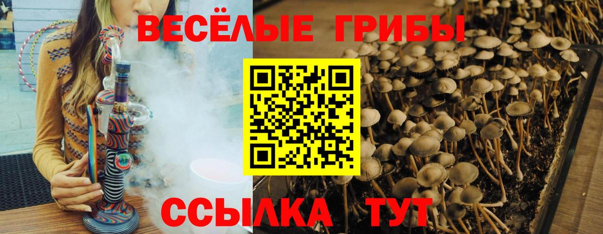 Галлюциногенные грибы Psilocybine cubensis Тара